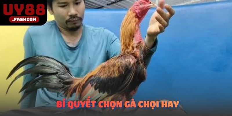 Bí quyết chọn gà chọi hay