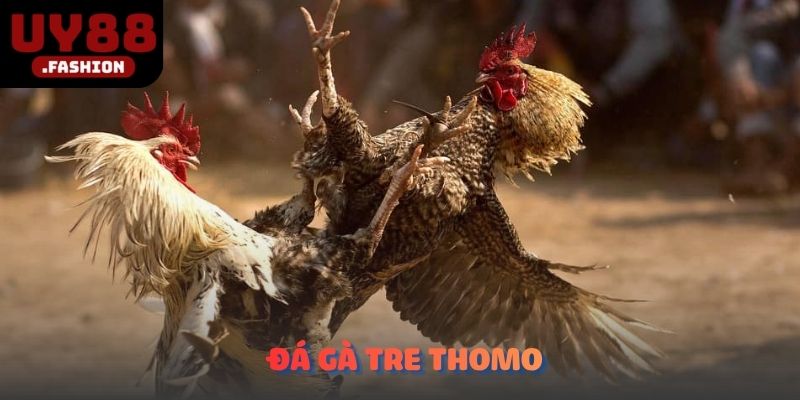 Đá gà tre Thomo