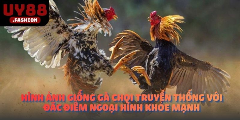 Hình ảnh giống gà chọi truyền thống với đặc điểm ngoại hình khỏe mạnh