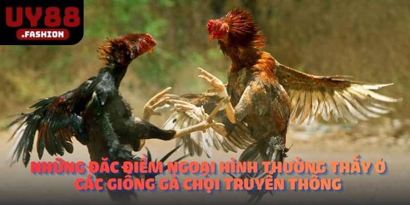 Những đặc điểm ngoại hình thường thấy ở các giống gà chọi truyền thống
