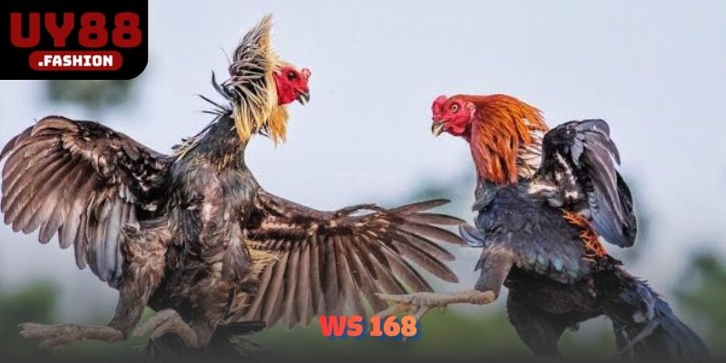 WS 168